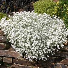 Image result for cerastium tomentosum