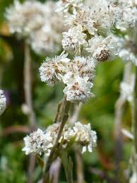 Attēlu rezultāti vaicājumam “Antennaria dioica male flower”