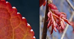 Attēlu rezultāti vaicājumam “Cercidiphyllum japonicum flower”