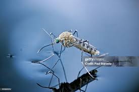 Attēlu rezultāti vaicājumam “Culex pipiens”