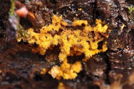 Attēlu rezultāti vaicājumam “Trichia botrytis var. cerifera”