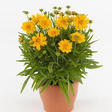 Image result for Coreopsis
