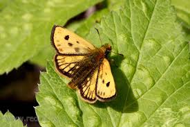 Attēlu rezultāti vaicājumam “Carterocephalus silvicolus”