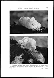 Attēlu rezultāti vaicājumam “Hemitrichia chrysospora young”