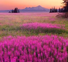 Attēlu rezultāti vaicājumam “Epilobium angustifolium flower”