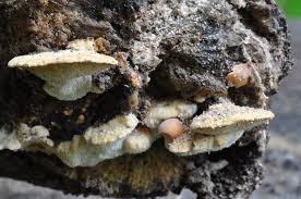 Attēlu rezultāti vaicājumam “Antrodiella serpula”