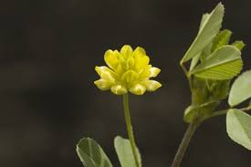 Attēlu rezultāti vaicājumam “Trifolium dubium”