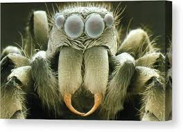 Attēlu rezultāti vaicājumam “Salticus sp.”