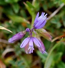 Attēlu rezultāti vaicājumam “Polygala vulgaris”