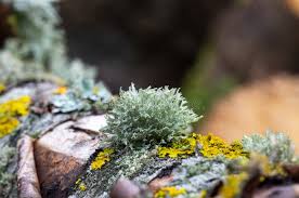Attēlu rezultāti vaicājumam “Ramalina fastigiata”