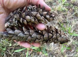 Attēlu rezultāti vaicājumam “Pinus strobus fruit”