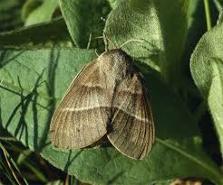 Attēlu rezultāti vaicājumam “Macrothylacia rubi”