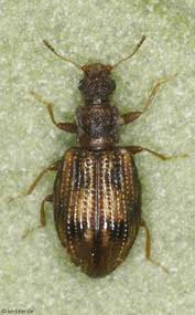 Attēlu rezultāti vaicājumam “Dienerella elongata”