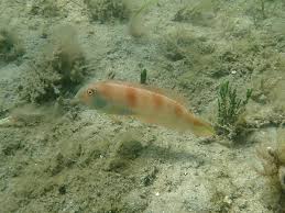 Image result for Xyrichtys novacula