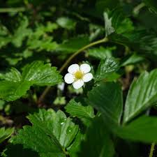 Attēlu rezultāti vaicājumam “Fragaria vesca flower”