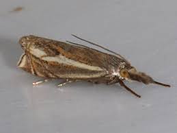 Attēlu rezultāti vaicājumam “Crambus lathoniellus”