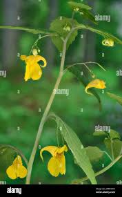 Attēlu rezultāti vaicājumam “Impatiens noli-tangere flower”