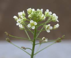 Attēlu rezultāti vaicājumam “Capsella bursa-pastoris flower”