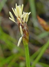 Attēlu rezultāti vaicājumam “Blysmus compressus fruit”