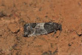 Attēlu rezultāti vaicājumam “Spilonota ocellana”