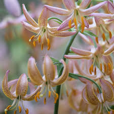 Attēlu rezultāti vaicājumam “Lilium martagon bud”