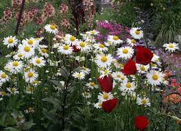 Attēlu rezultāti vaicājumam “Leucanthemum vulgare flower”