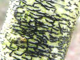 Attēlu rezultāti vaicājumam “Opegrapha atra”