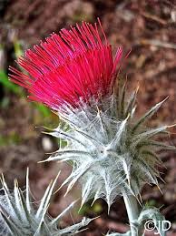 Attēlu rezultāti vaicājumam “Cirsium acaule flower”