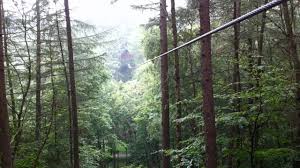 Image result for Go Ape! Dalby