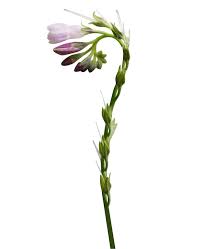 Attēlu rezultāti vaicājumam “Symphytum officinale bud”