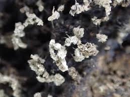 Attēlu rezultāti vaicājumam “Collaria arcyrionema macro”