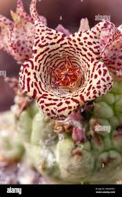 Attēlu rezultāti vaicājumam “Apocynaceae”