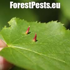 Attēlu rezultāti vaicājumam “Eriophyes tiliae”
