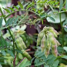 Attēlu rezultāti vaicājumam “Vicia hirsuta leaf”
