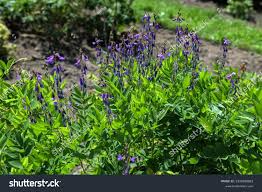 Attēlu rezultāti vaicājumam “Galega orientalis leaf”