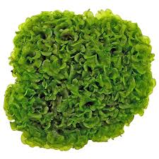 Attēlu rezultāti vaicājumam “Lentaria sp.”