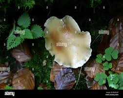 Attēlu rezultāti vaicājumam “Peziza repanda”