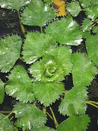 Attēlu rezultāti vaicājumam “Trapa natans leaf”