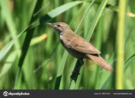 Image result for Locustella luscinioides