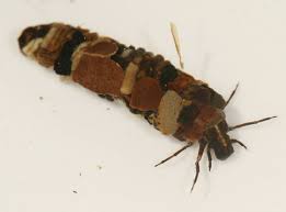 Attēlu rezultāti vaicājumam “Limnephilus larva”