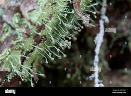 Attēlu rezultāti vaicājumam “Chaenotheca furfuracea”