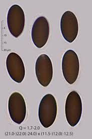 Attēlu rezultāti vaicājumam “Sordaria fimicola”