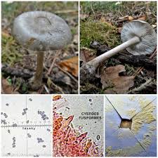 Image result for Melanoleuca rasilis var. pseudoluscina