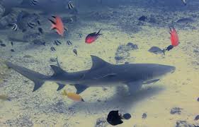 Image result for Negaprion acutidens