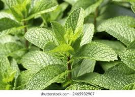 Attēlu rezultāti vaicājumam “Mentha arvensis leaf”