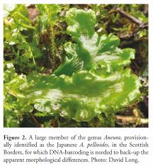 Attēlu rezultāti vaicājumam “Aneura pinguis”