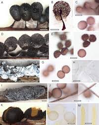 Attēlu rezultāti vaicājumam “Trichia alpina sessile”