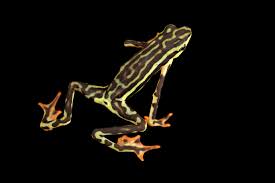 Attēlu rezultāti vaicājumam “Anomodon attenuatus sporophyte”