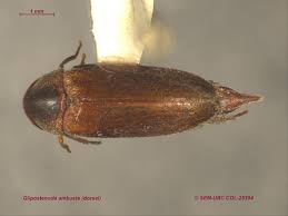 Attēlu rezultāti vaicājumam “Mordellidae”