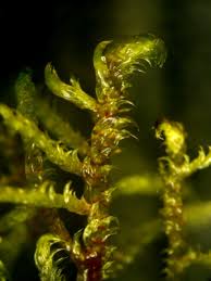 Attēlu rezultāti vaicājumam “Hamatocaulis vernicosus”